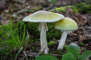 yellowish white death cap mushrooms in the forest