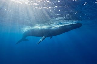 blue whale drifting near the surface with sunlight streaming overhead 