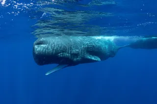 Sperm whale with it's mouth open underwater