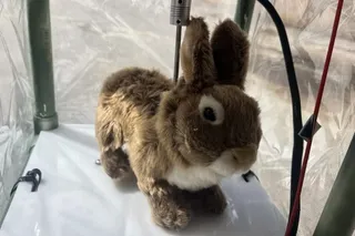 A stuffed rabbit toy with wires in a cage.