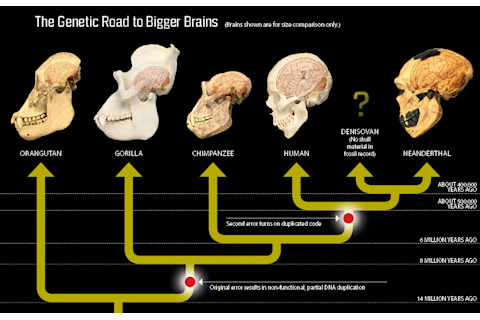 Genetic Road to Bigger Brains - Bishop/Discover/Cell