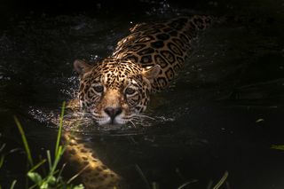 jaguar swimming in a river towards a bank
