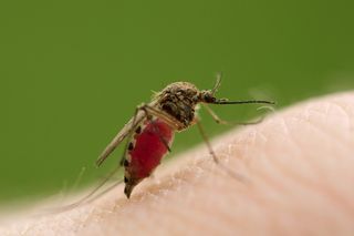 mosquito on a hand drinking blood