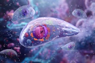 Cat parasite in humans - Toxoplasma