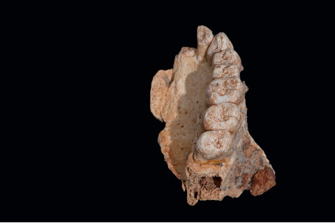 Homo sapiens Jaw Israel - Rolf Quam