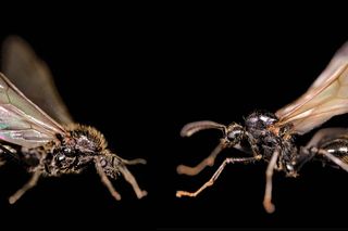 Two ants are positioned against a black background, one from the species M. ibericus and another from the species M. structor.