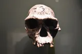homo habilis skull
