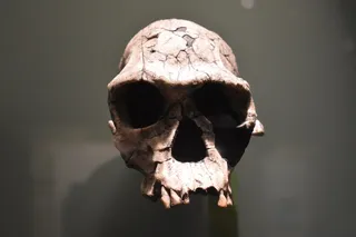 homo habilis skull