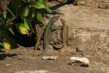 lizards living in a city together
