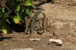 lizards living in a city together