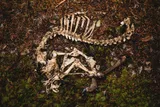 decaying deer skeleton in the woods 