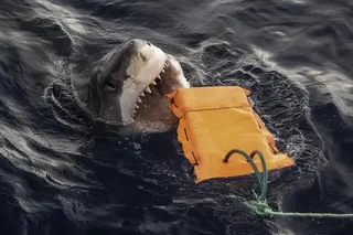 Shark chomping on fabric pad in ocean 