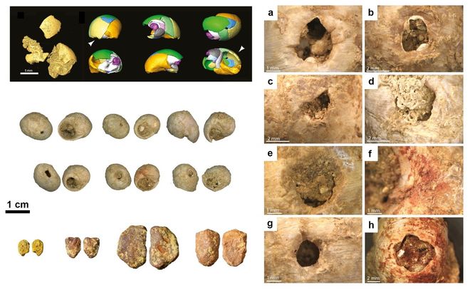 A series of images of shells and pigments.