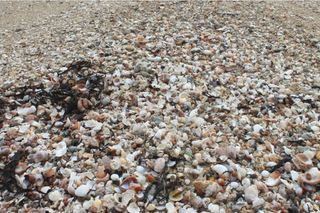 An assembly of seashells on a beach.