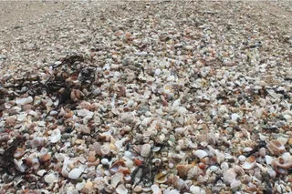 An assembly of seashells on a beach.
