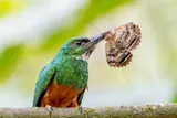 Galbula ruficauda eating a moth or butterfly