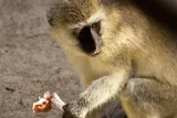 monkey holding a mushroom 