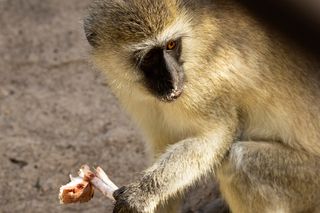 monkey holding a mushroom 