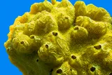 yellow sea sponge