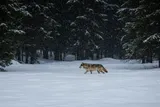 gray wolf walking through the snow in the wodds