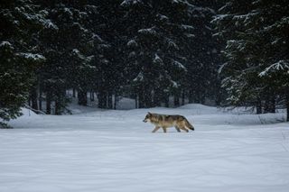 gray wolf walking through the snow in the wodds