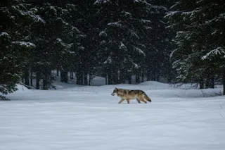 gray wolf walking through the snow in the wodds
