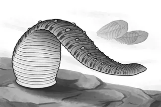 reconstruction of macromyzon 