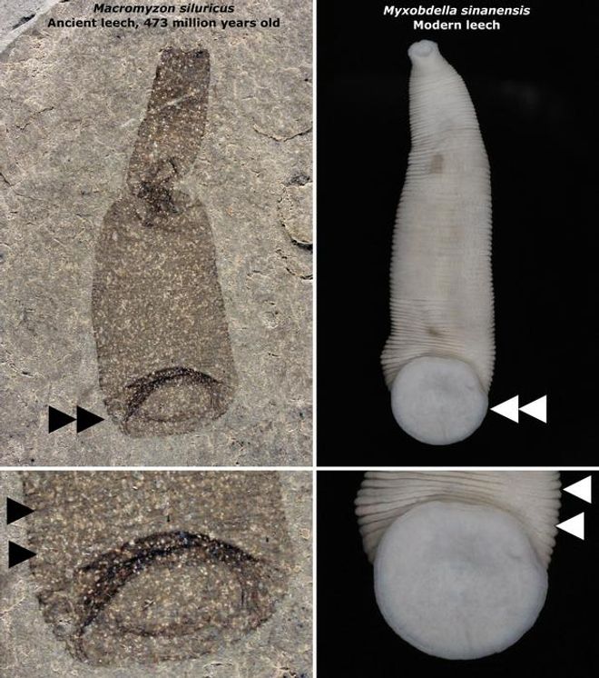 images of the macromyzon fossil