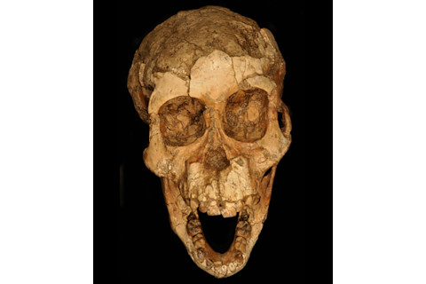 Hominin Skull - Zeray Alemseged
