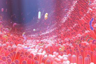 microbes inside the gut that make up the gut microbiome 