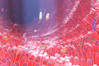 microbes inside the gut that make up the gut microbiome microbes inside the gut that make up the gut microbiome