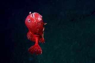 red angler fish in the Mariana trench