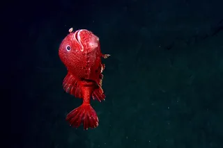 red angler fish in the Mariana trench red angler fish in the Mariana trench
