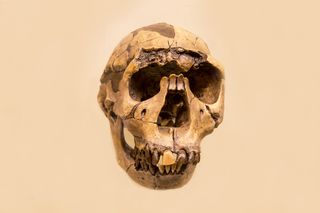 Skull of Homo ergaster Skull of Homo ergaster