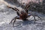 Sydney funnel web spider in aggressive pose
