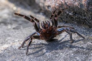 Sydney funnel web spider in aggressive pose Sydney funnel web spider in aggressive pose