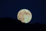 a supermoon rising above a tree line 