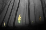 Will-o-the-wisp flames in an enchanted forest 