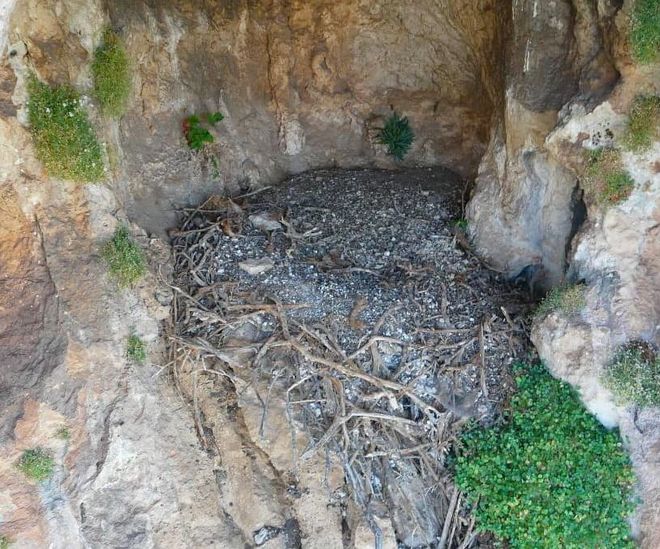 An accumulation of twigs, grasses, and other materials in a cave. An accumulation of twigs, grasses, and other materials in a cave.