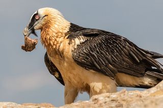 A black and white bird holding a bit of meat in its mouth. A black and white bird holding a bit of meat in its mouth.