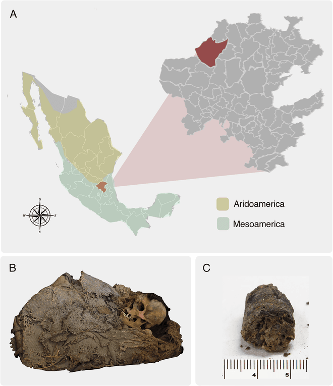 A 1,000-Year-Old Mesoamerican Mummy Reveals an Ancient Man’s Microbiome