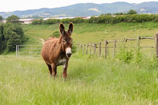 Donkey on a farm Donkey on a farm