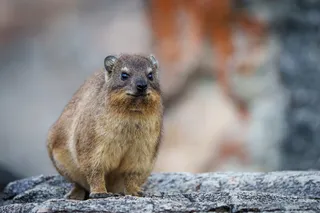 rock hyrax sitting on a rock rock hyrax sitting on a rock