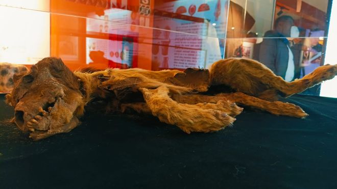 mummified Chiribaya Shepards mummified Chiribaya Shepards