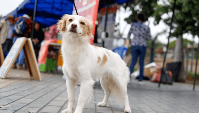 modern day Chiribaya Shepherd modern day Chiribaya Shepherd