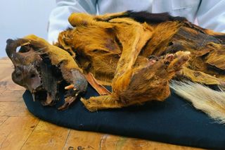 A mummified Chiribaya Shepherd A mummified Chiribaya Shepherd