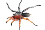 orange and black intersex spider species Damarchus inazuma