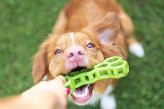 Dog toy addiction Dog toy addiction