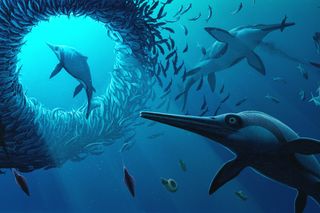 An illustration of ichthyosaurs hunting for fish. An illustration of ichthyosaurs hunting for fish.