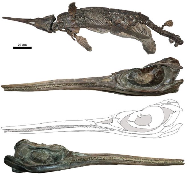 A skeleton and a skull of a fossilized ichthyosaur. A skeleton and a skull of a fossilized ichthyosaur.